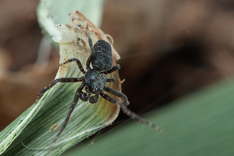 Maschio di Cyrtophora citricola - Malta